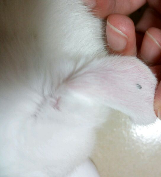 我家兔子耳朵后面长了黑色的痂，不知道是什么，怎么办