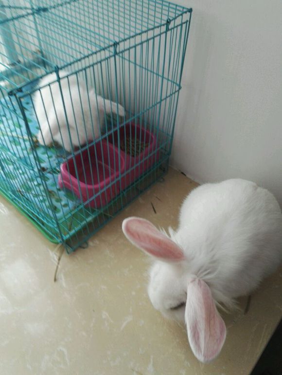 求助，买了两只公兔子，怎么样才可以让他们和睦相处呢