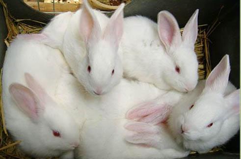 兔子有哪些品种_新西兰白兔