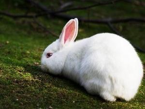 哈尔滨白兔