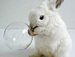 可爱兔子图片头像